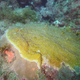 Another coral formation in Corazones, one of the reefs recently discovered.